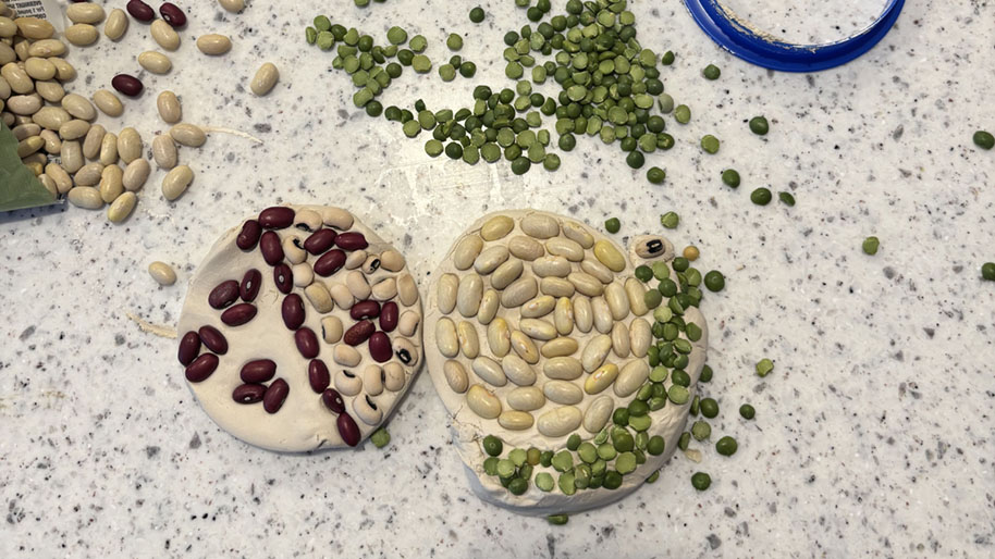Assortment of different beans and seeds preseds them into the clay