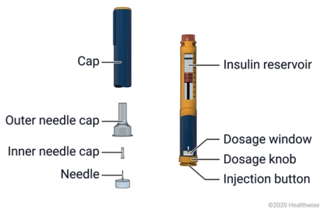 Insulin pen, with each part labeled Insulin pen, with each part labeled