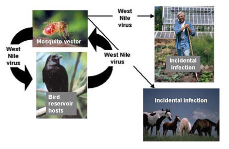 West Nile virus transmission cycle