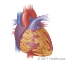 The heart