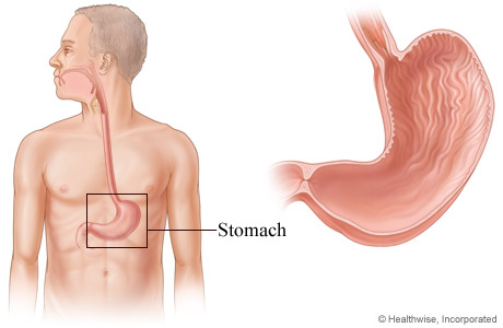 Picture of the stomach and its location in the body