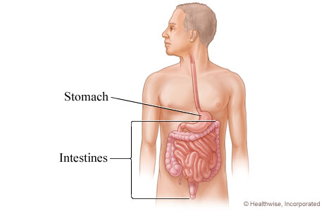 Picture of intestines
