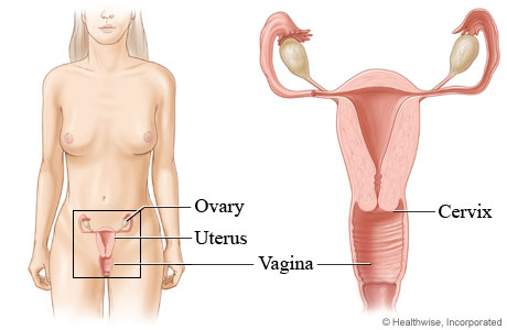 The vagina and its location in the body