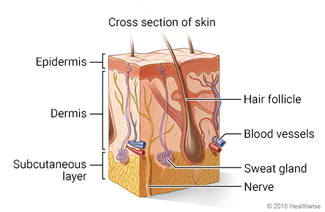 Cross section of skin