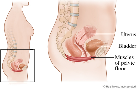 Picture of the location of the pelvic floor muscles