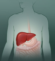 Liver location in right upper belly