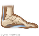 Bones of the foot