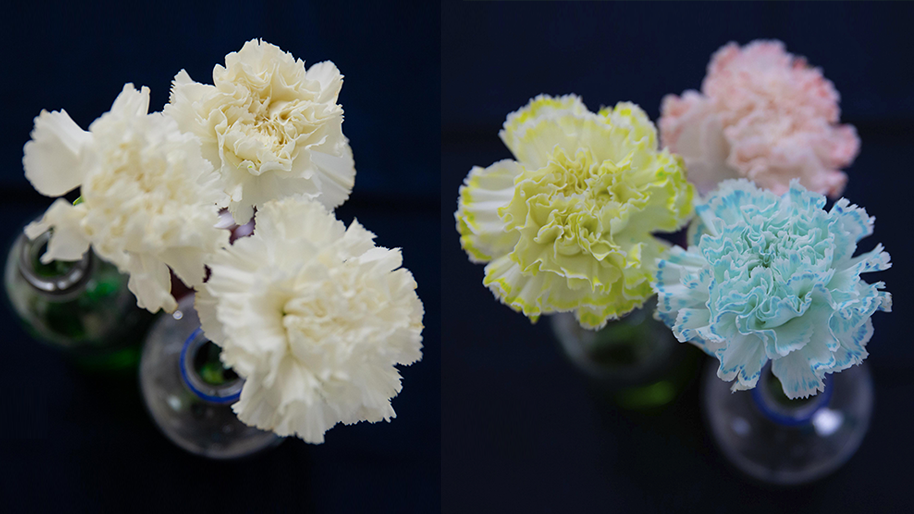 Carnations that have been dyed blue, pink and green