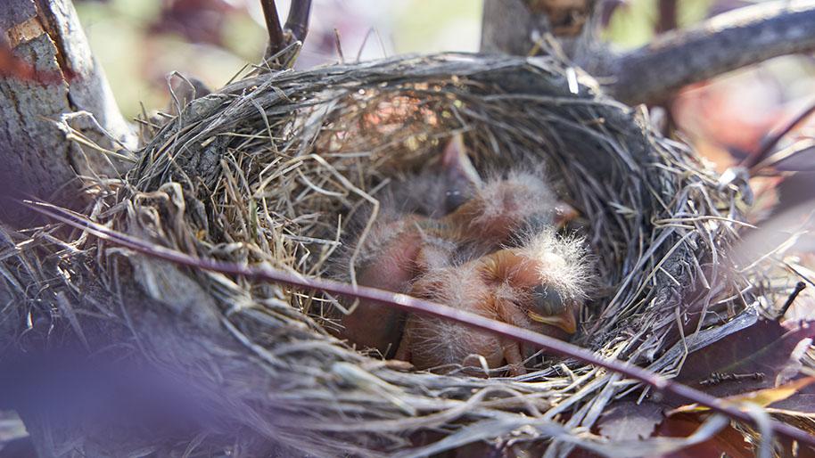 Image of Birds Nest