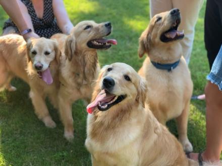Paws4Patients hospital dogs Paws4Patients hospital dogs