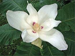 Big leaf magnolia flower