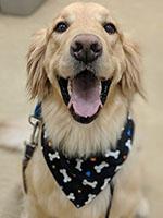 therapy dog