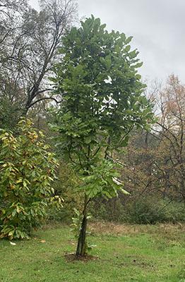 Walk to Remember tree 2021