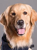 therapy dog