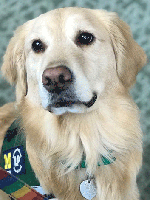 therapy dog