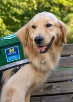 Therapy dog Bugle.