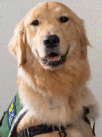 therapy dog