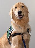 Fawn the therapy dog
