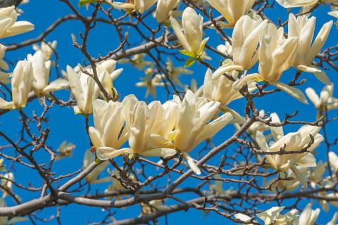 flower on a magnolia tree