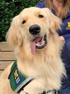 Therapy dog Parker