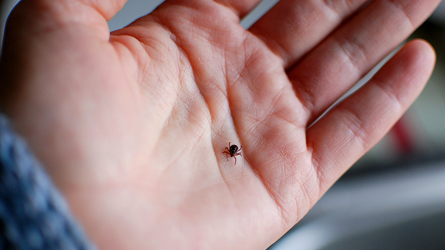 Small tick resting in the palm of a child's hand